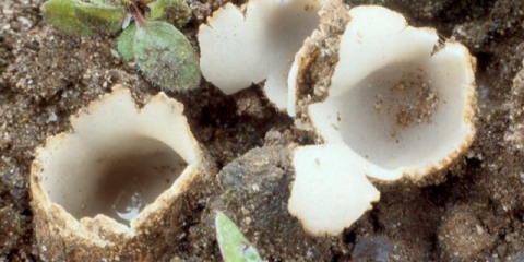 Geopore pješčani: opis, da li se može jesti, fotografija